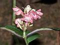 Rosy Flame-Acanthus